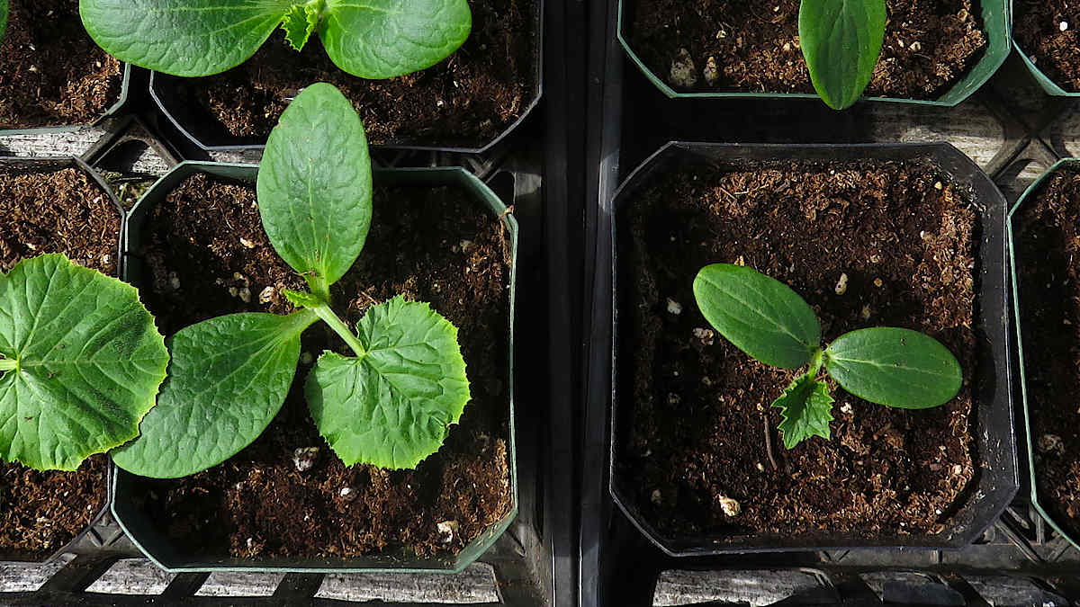 Zucchini and cucumber seedlings