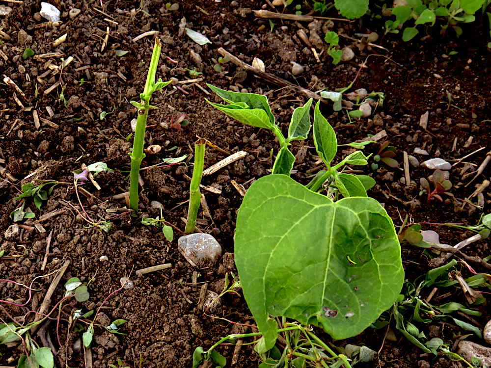Bird damage on bean plants