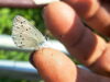 Butterfly landed on finger