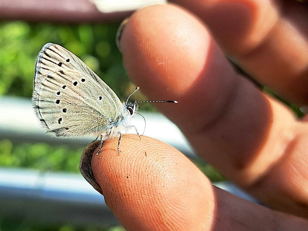Butterfly landed on finger