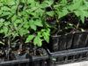 Tomato seedlings: plug sheet vs deep pot