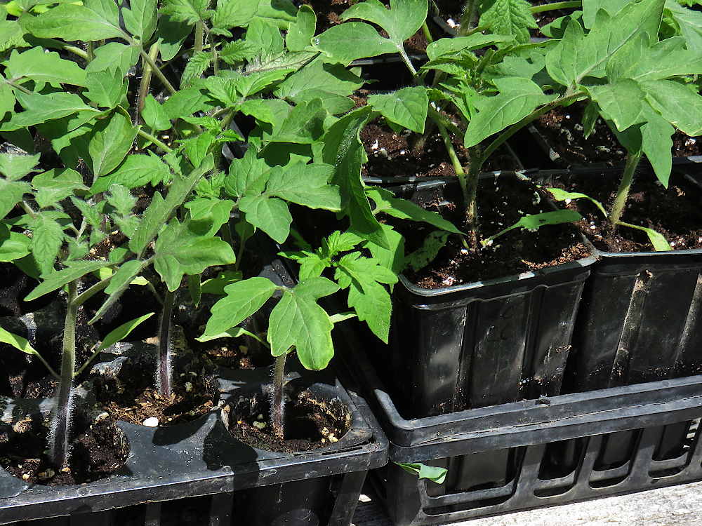 Tomato seedlings: plug sheet vs deep pot