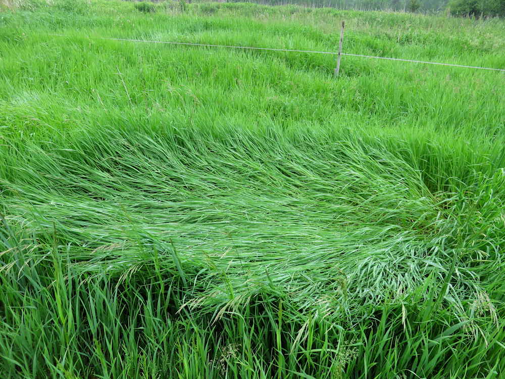 Flattened grass marks deer bedding spot