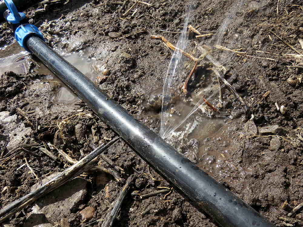 Water spurting from leak in drip tape