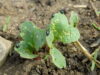 Flea beetles munching on radish seedlings in the field