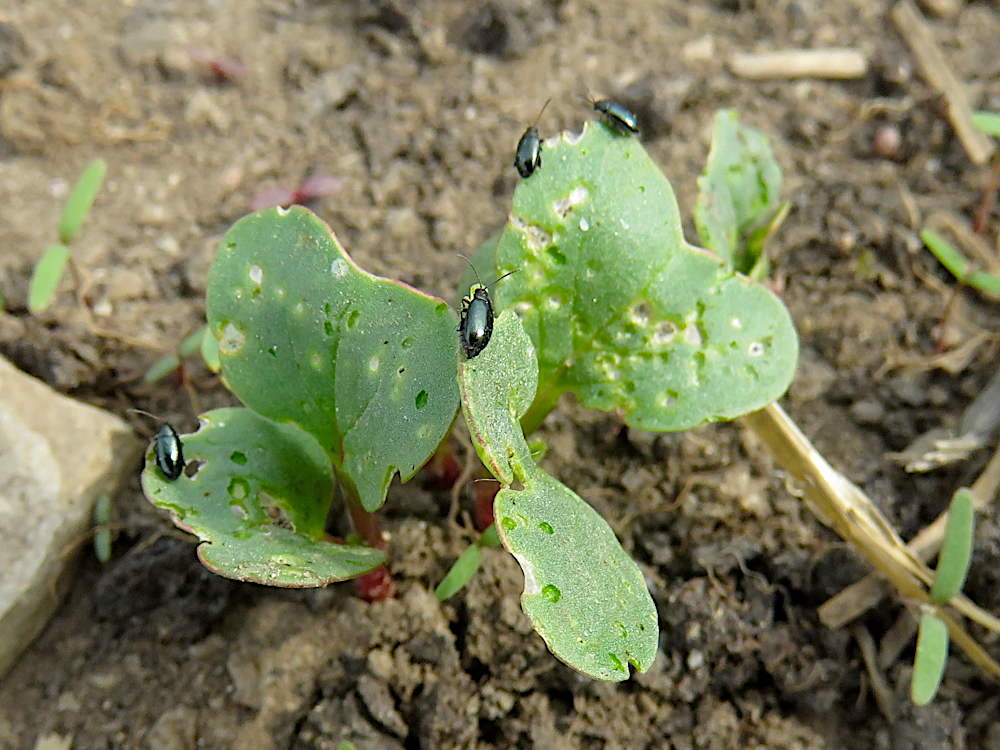 Flea beetles munching on radish seedlings in the field