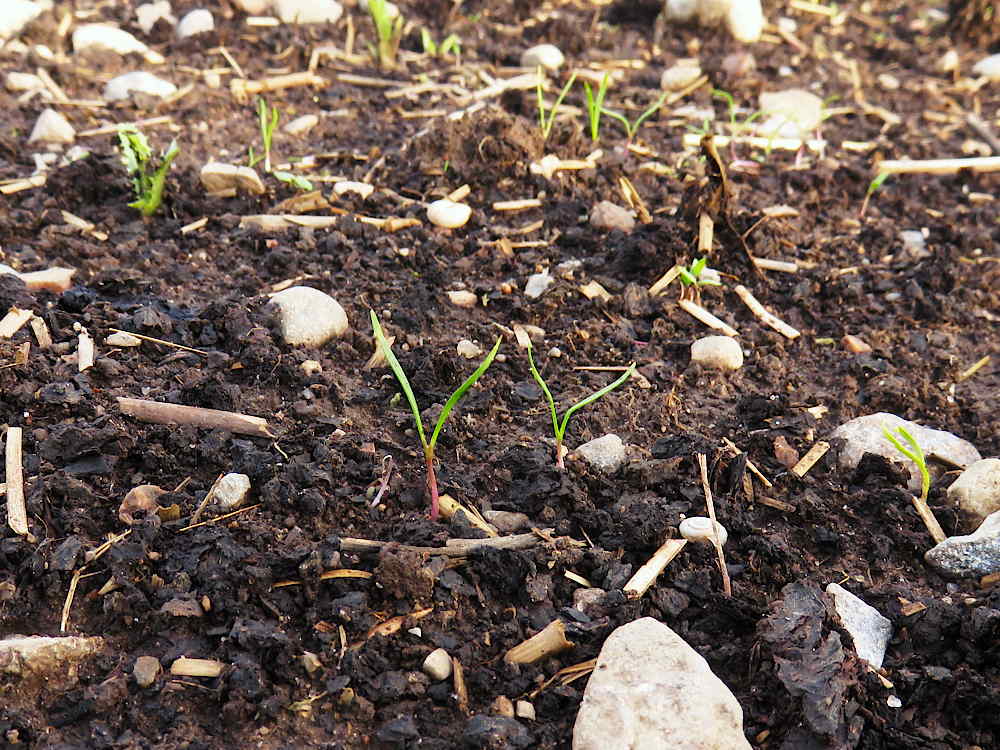 Carrots germinating