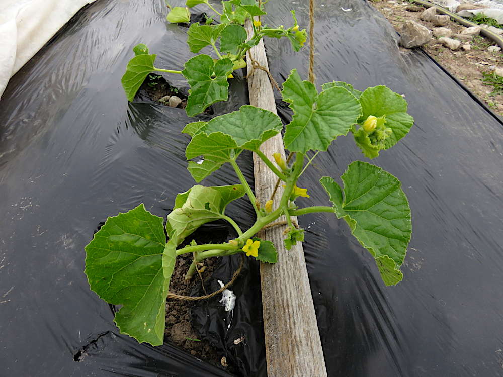 Melons starting on trellis