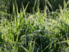Morning dew on meadow grass
