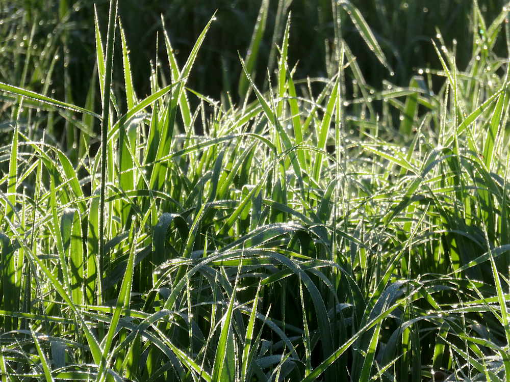 Morning dew on meadow grass