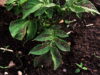 Mud-splashed potato leaves after heavy rain