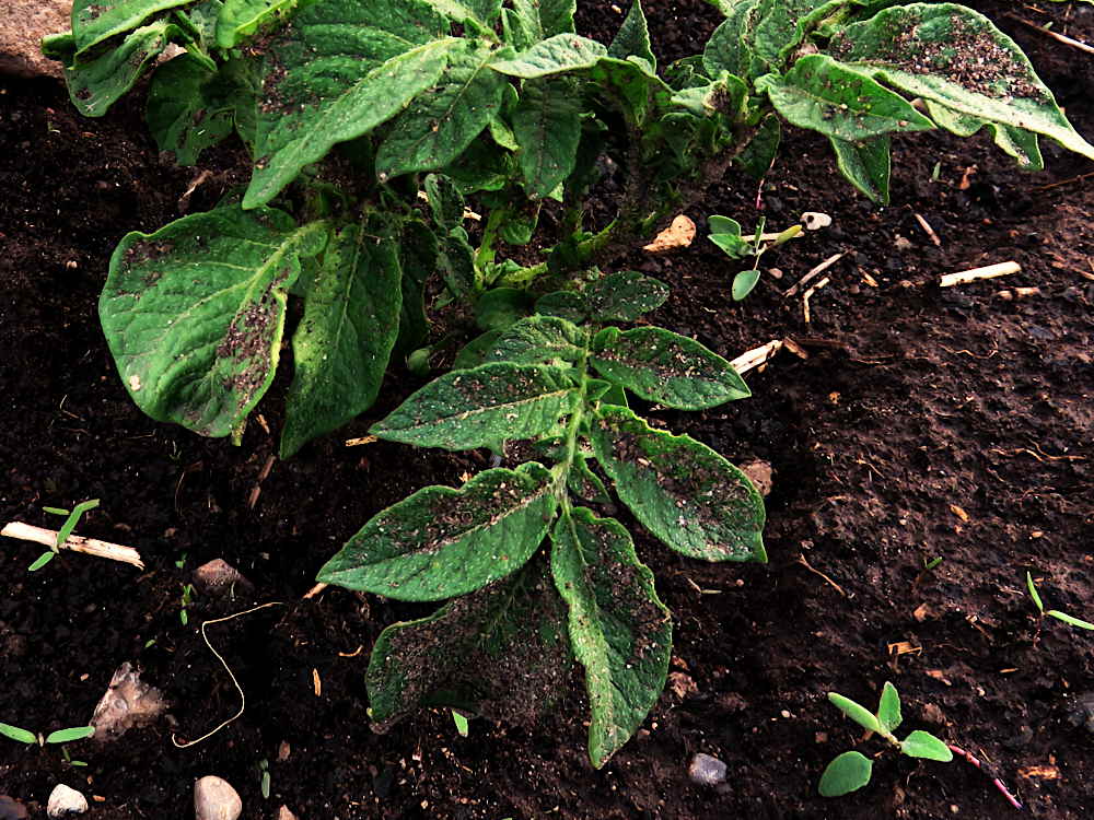 Mud-splashed potato leaves after heavy rain