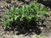 Small potato plants and their shade