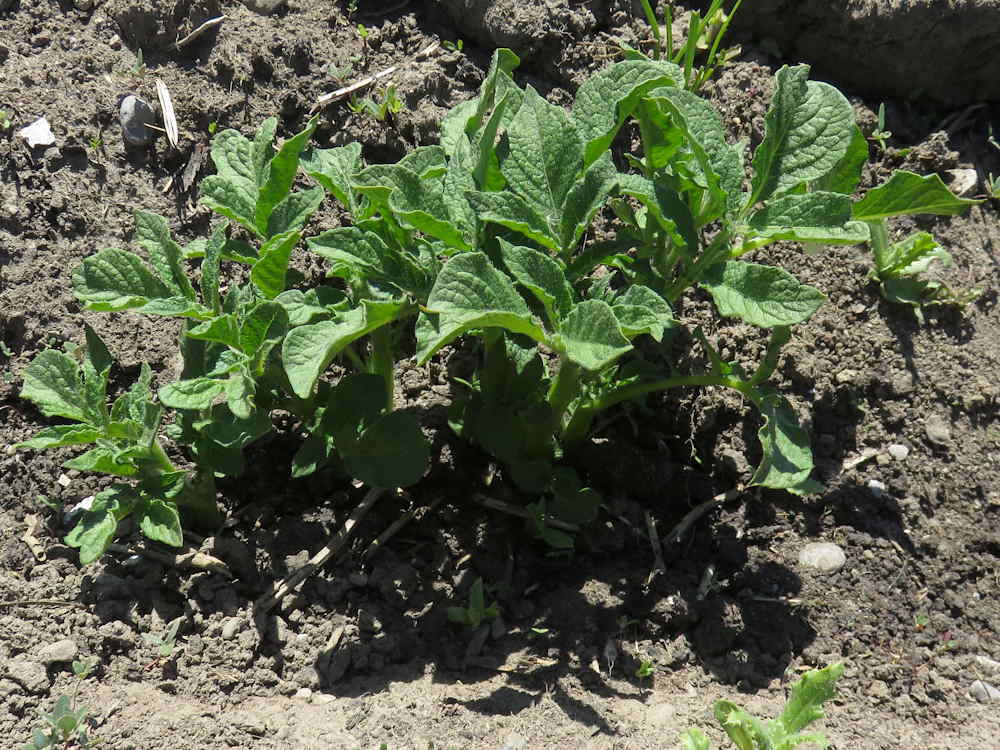 Small potato plants and their shade
