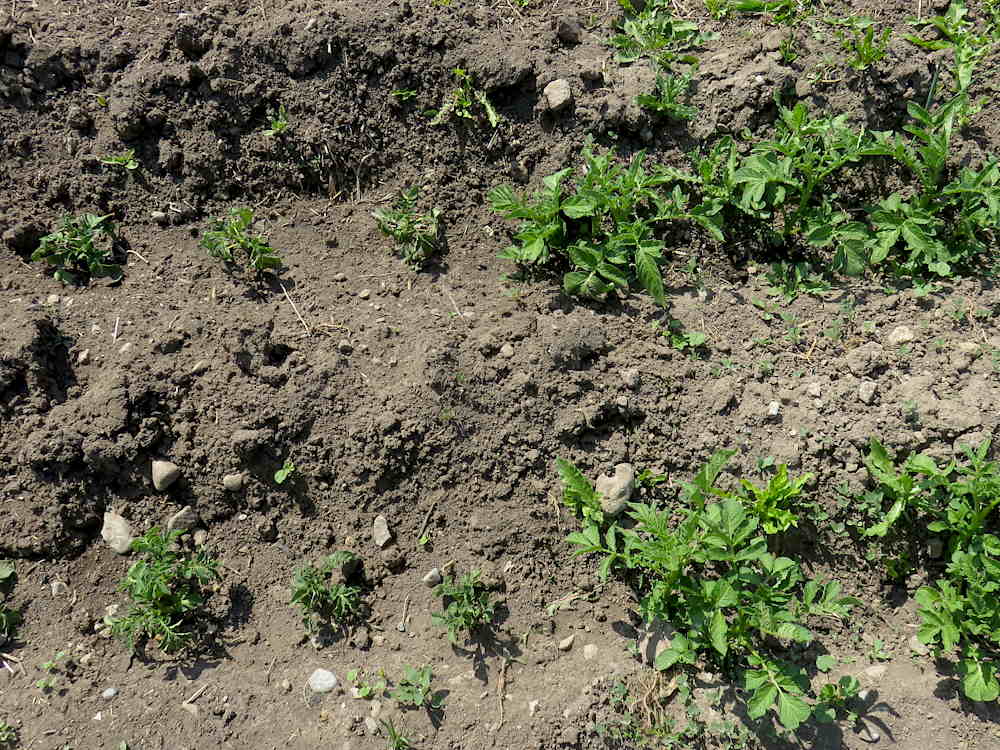Potatoes, transplanted and not, side by side