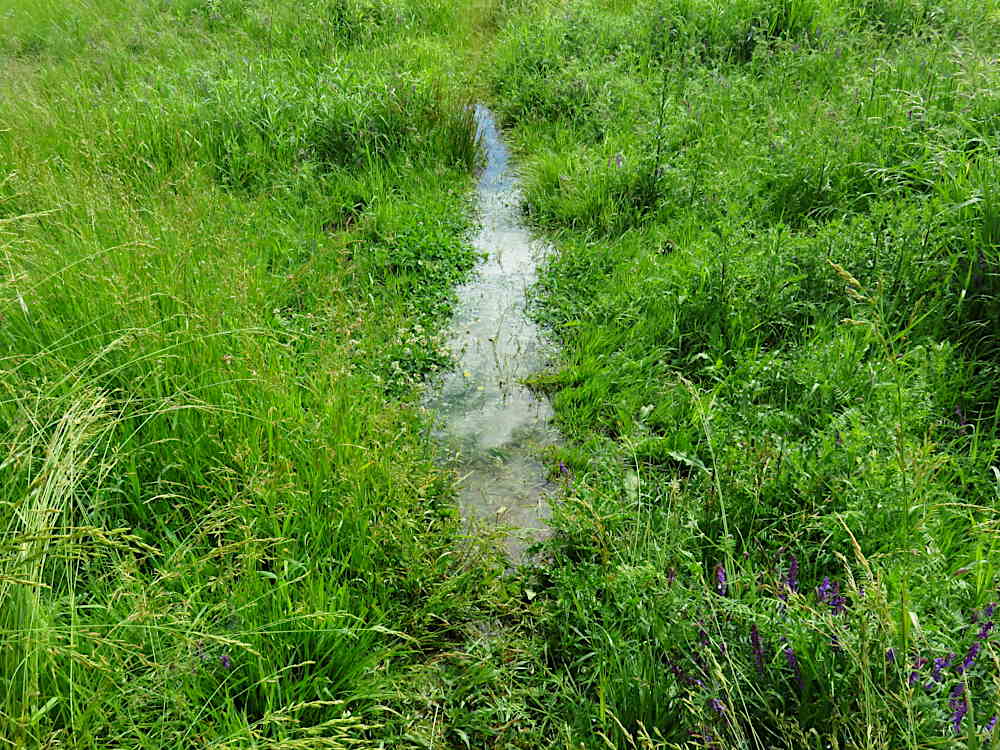 Puddle reappears after heavy rain