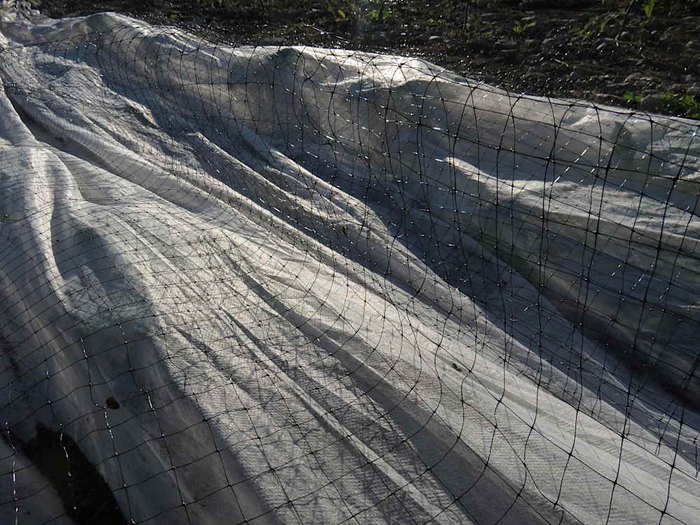 Row cover & netting protecting cabbage