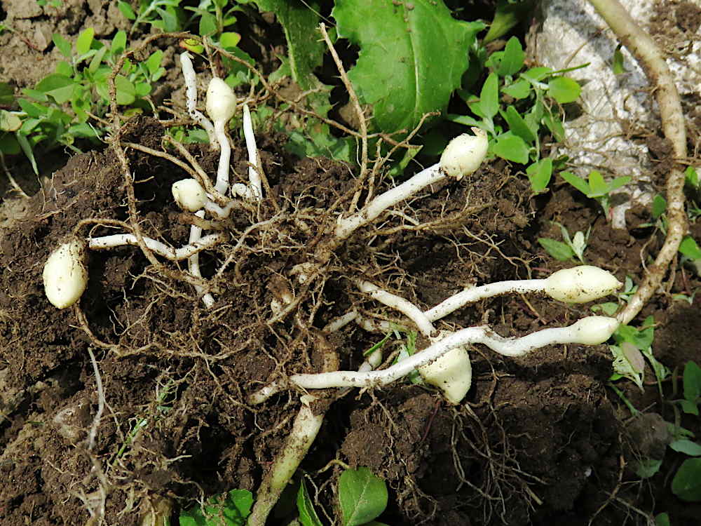 New potatoes forming