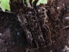Roots of deep potted tomato