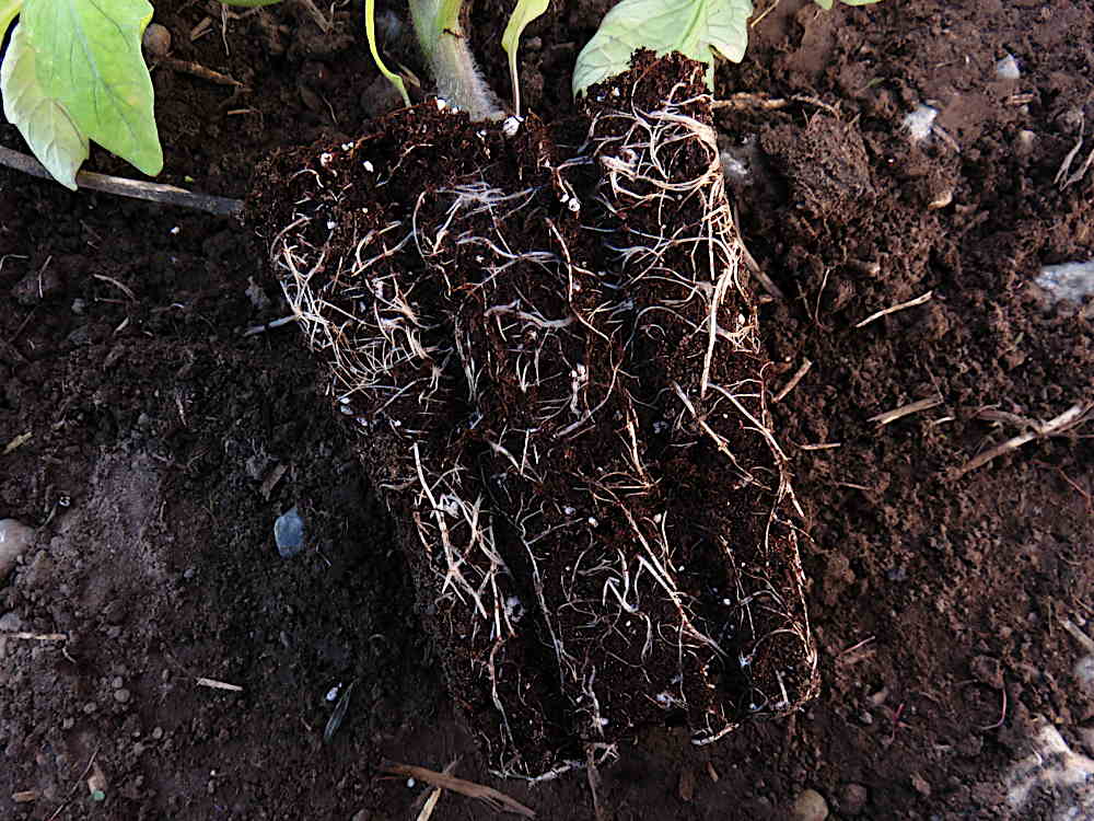 Roots of deep potted tomato