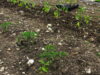 Transplanted tomatoes