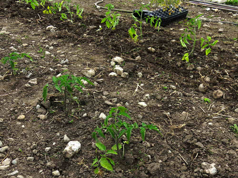 Transplanted tomatoes