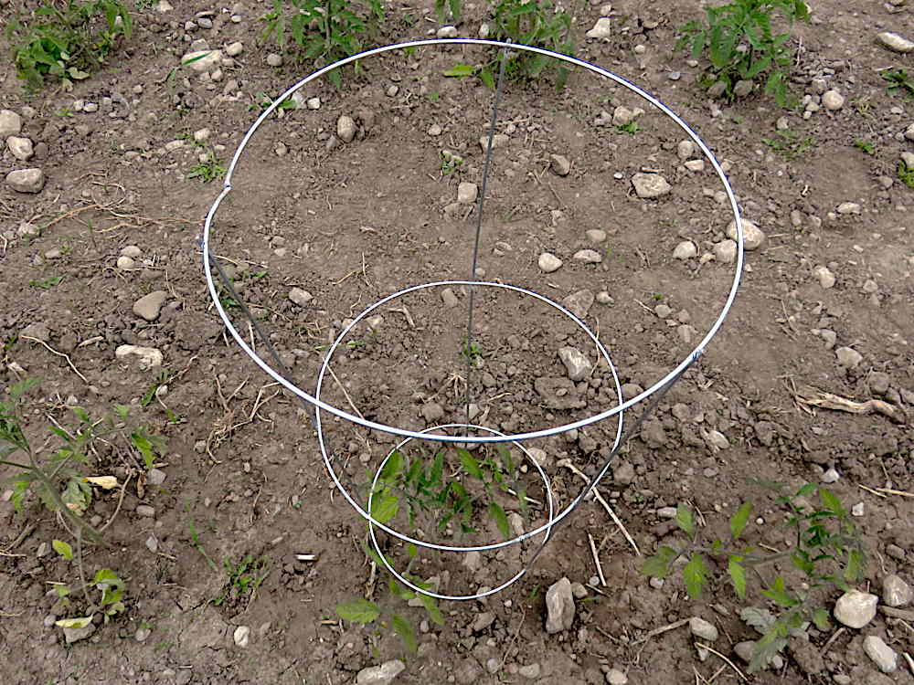 Basic tomato cage