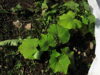 Butternut squash plants