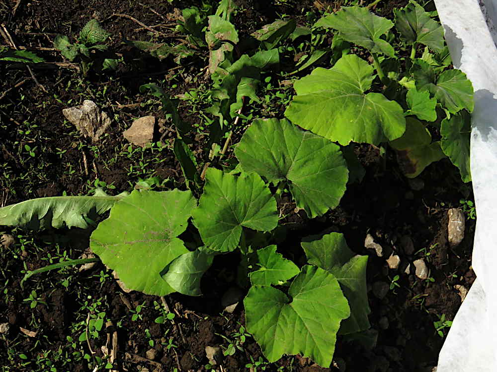Butternut squash plants