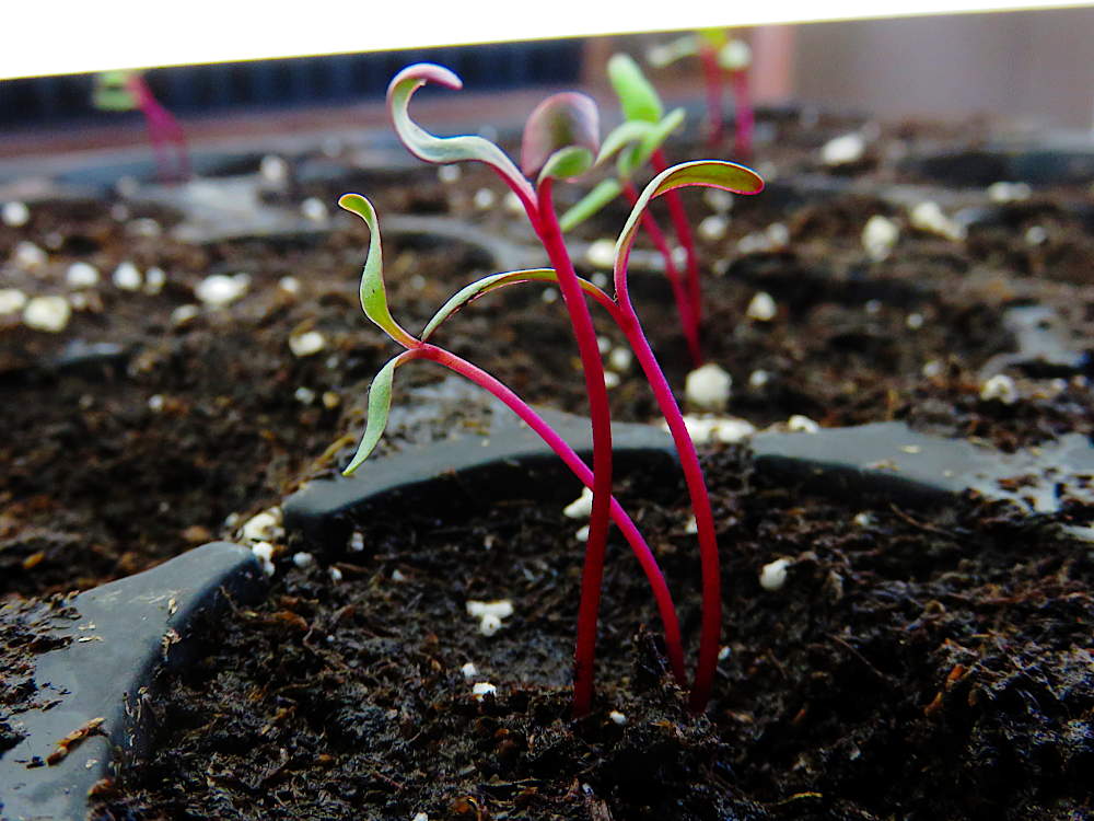 Beet seeds germinated