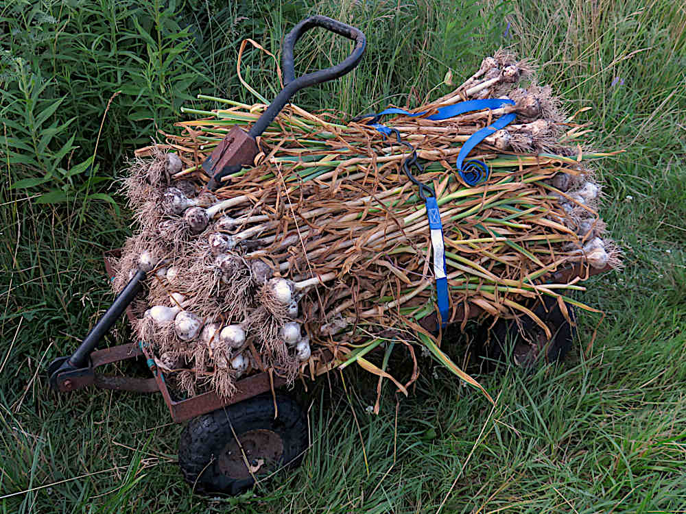 Harvested garlic stacked on a hand wagon