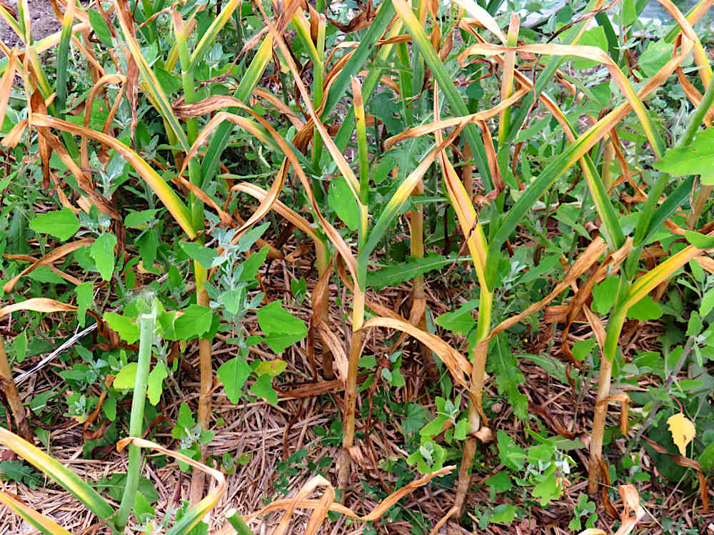 Garlic ready to harvest