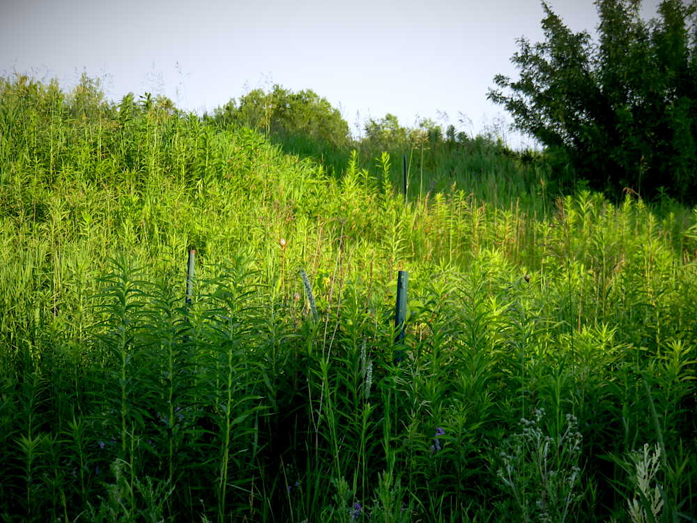 Field of goldenrod and tall grass