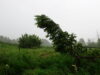 Tree bending in heavy pre-thunderstorm wind