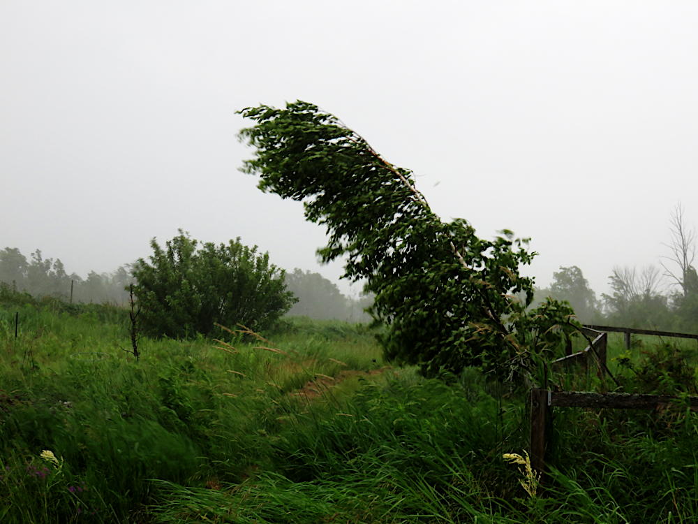 Tree bending in heavy pre-thunderstorm wind