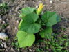 Light and dark green squash leaves