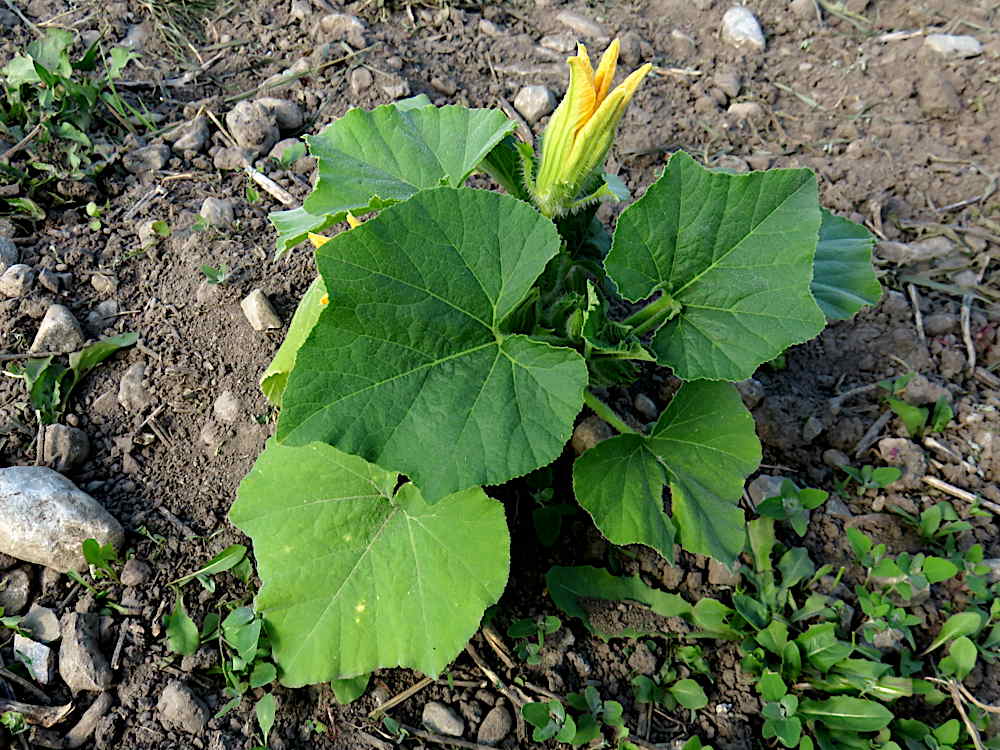 Light and dark green squash leaves