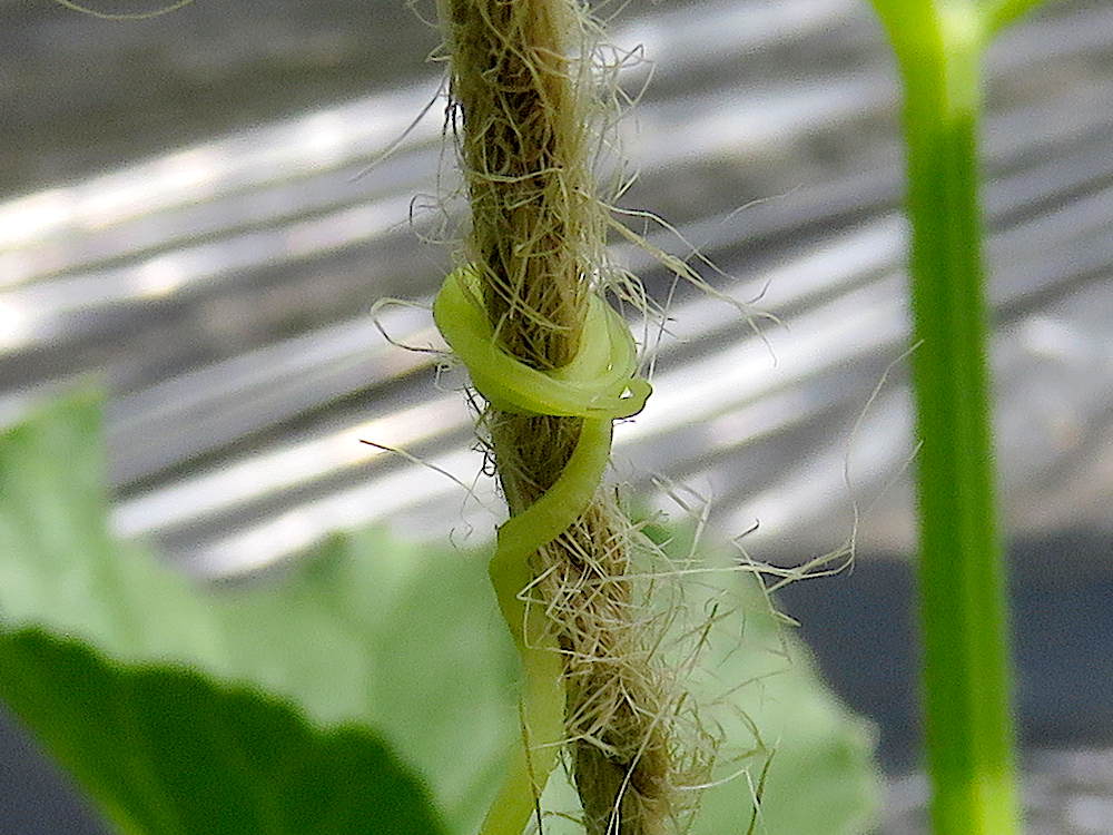 Melon tendrils coiled around twine