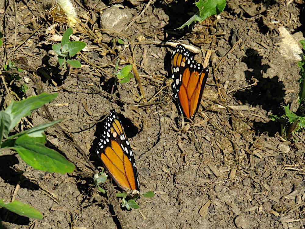 Partial Monarch butterfly wings