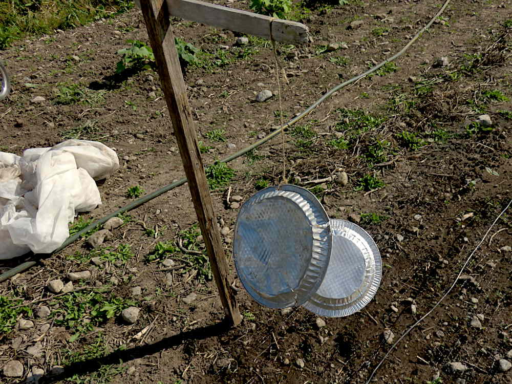 Fluttering pie plates scare off birds