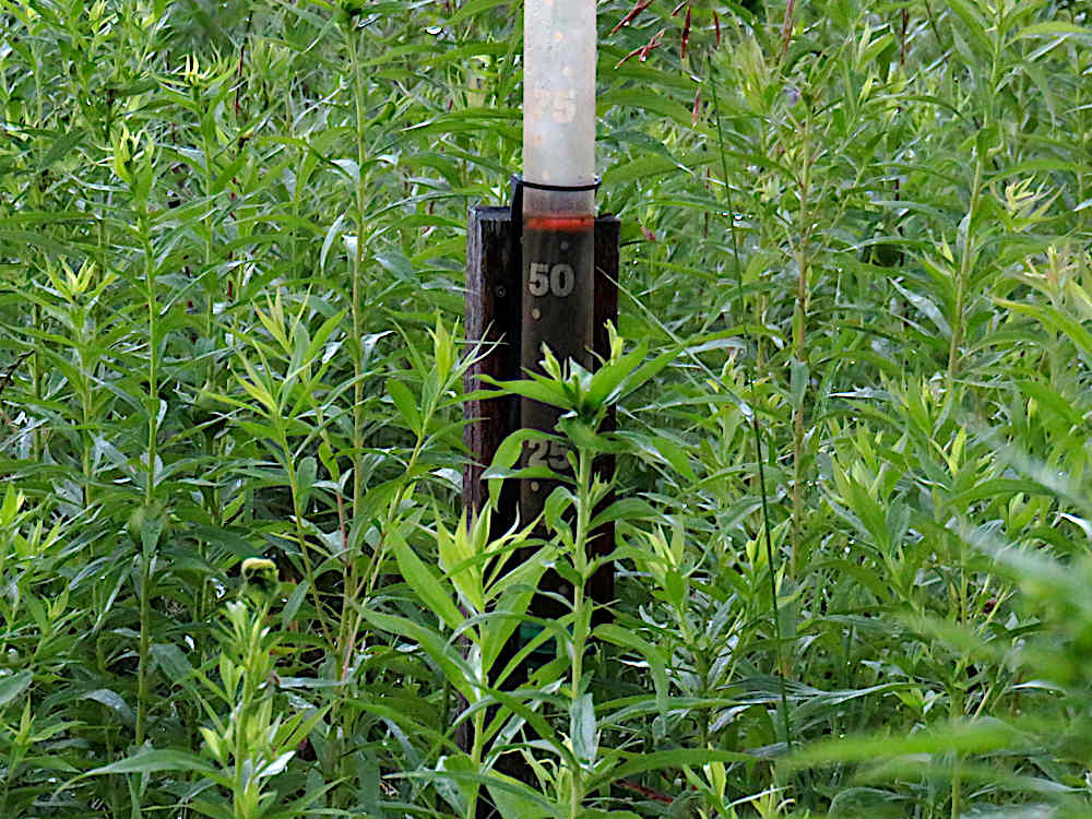 Rain gauge over 2" full