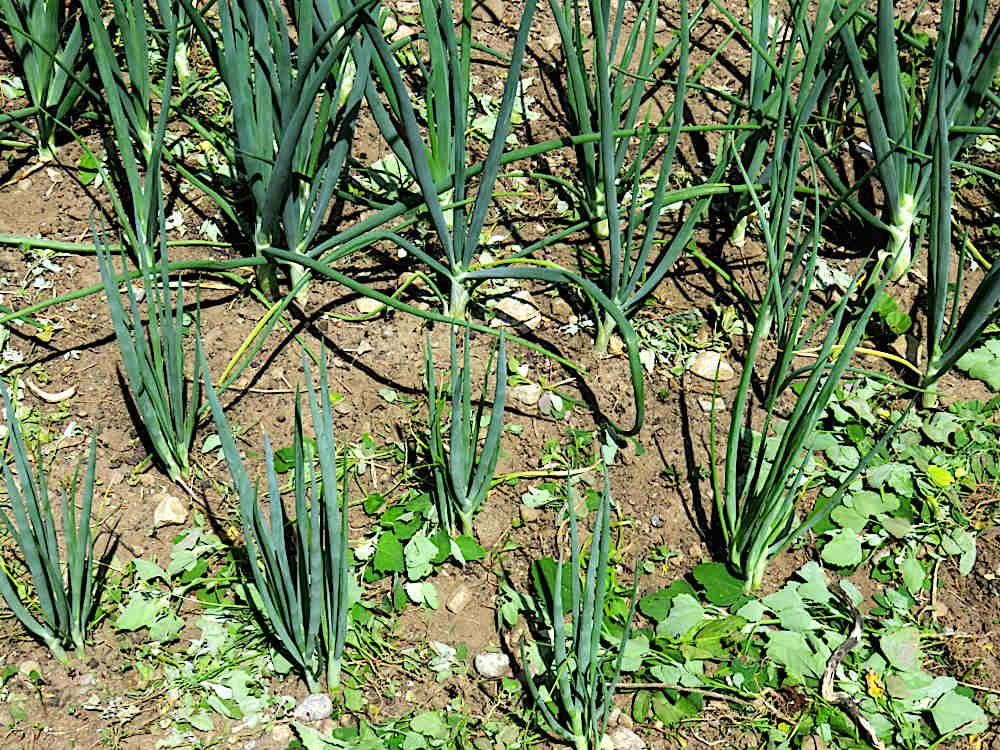 Weeded onions